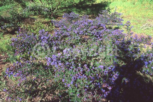 Blue blooms; Evergreen; Broadleaf
