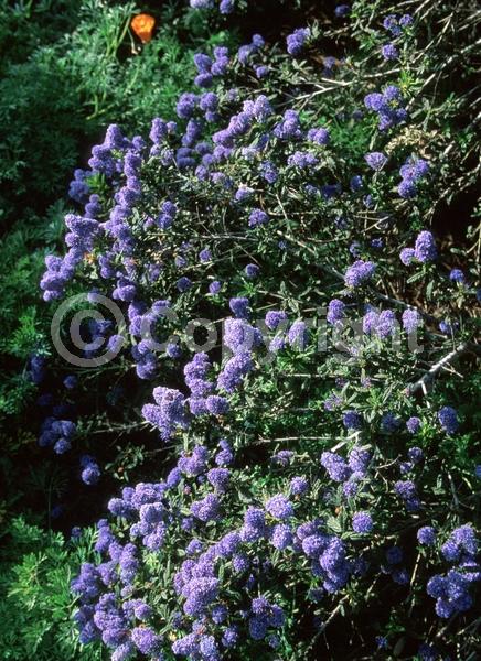 Blue blooms; Evergreen