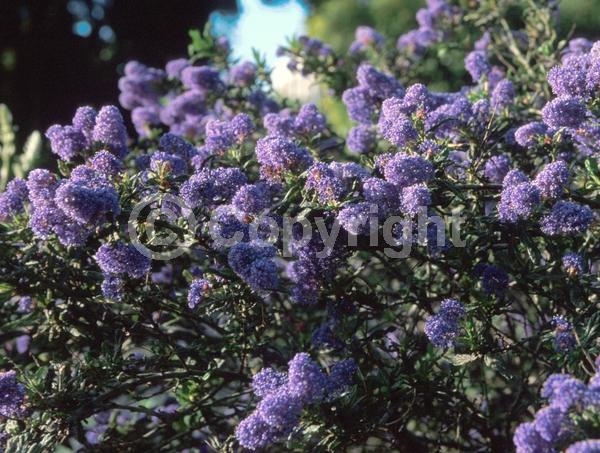 Blue blooms; Evergreen