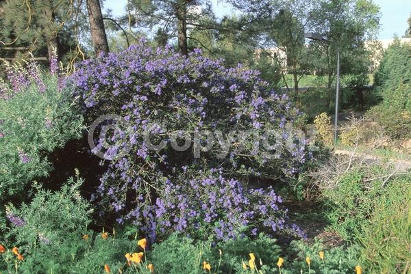 Blue blooms; Evergreen