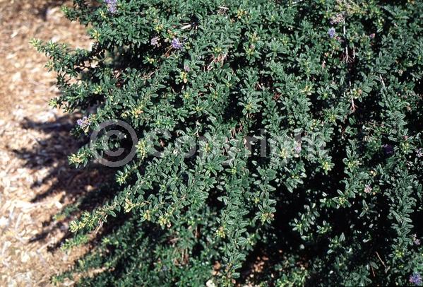 Blue blooms; Lavender blooms; Evergreen; Broadleaf