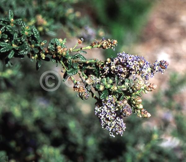 Blue blooms; Lavender blooms; Evergreen; Broadleaf
