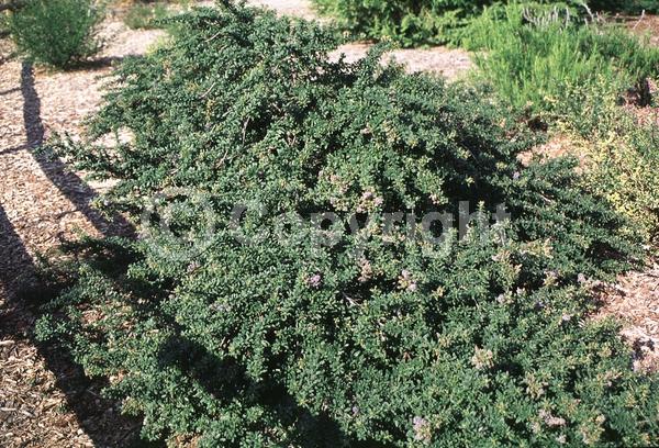 Blue blooms; Lavender blooms; Evergreen; Broadleaf