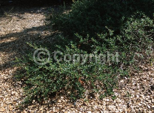 Blue blooms; Lavender blooms; Evergreen; Broadleaf