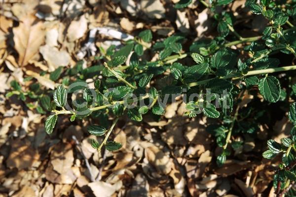 Blue blooms; Lavender blooms; Evergreen; Broadleaf