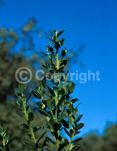Blue blooms; Lavender blooms; Evergreen; Broadleaf