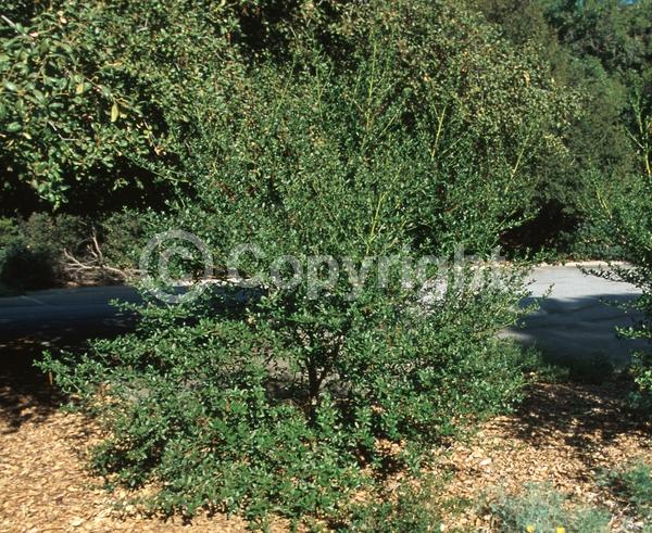 Blue blooms; Lavender blooms; Evergreen; Broadleaf