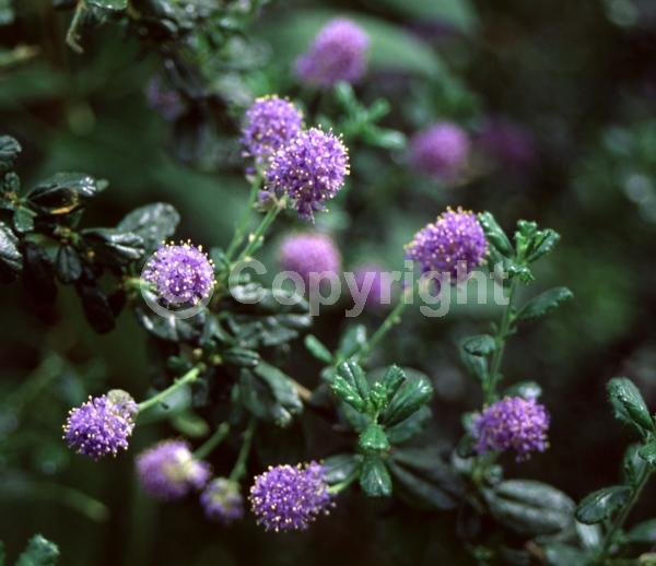 Blue blooms; Evergreen; North American Native