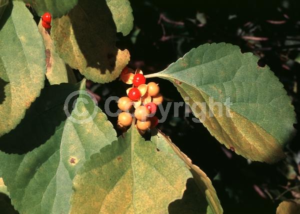 Green blooms; Deciduous