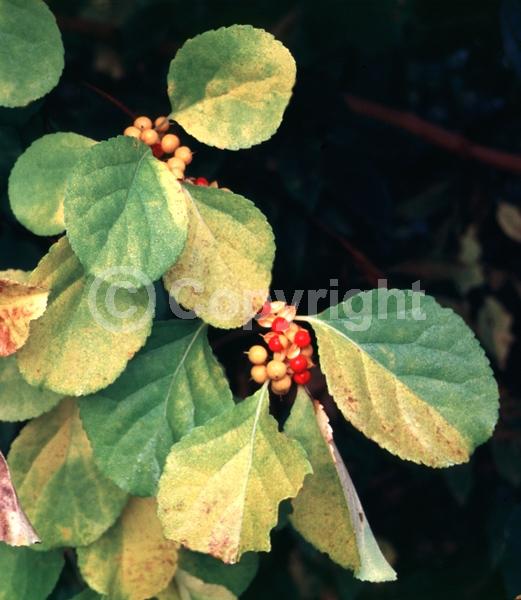 Green blooms; Deciduous