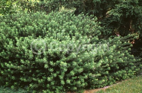 Unknown blooms; Evergreen; Needles or needle-like leaf