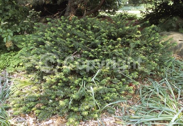 Unknown blooms; Evergreen; Needles or needle-like leaf
