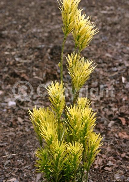 Unknown blooms; Evergreen; Needles or needle-like leaf
