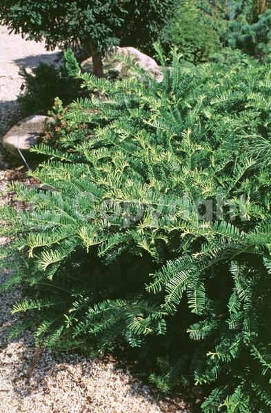 Unknown blooms; Evergreen; Needles or needle-like leaf
