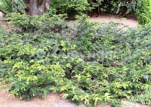 Unknown blooms; Evergreen; Needles or needle-like leaf