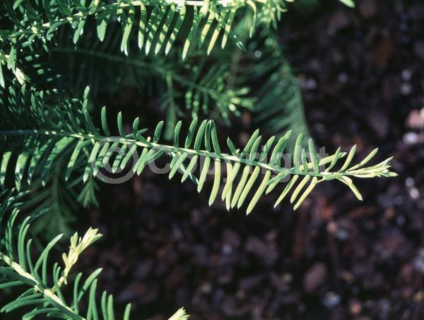 Unknown blooms; Evergreen; Needles or needle-like leaf