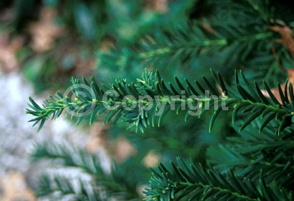 Unknown blooms; Evergreen; Needles or needle-like leaf