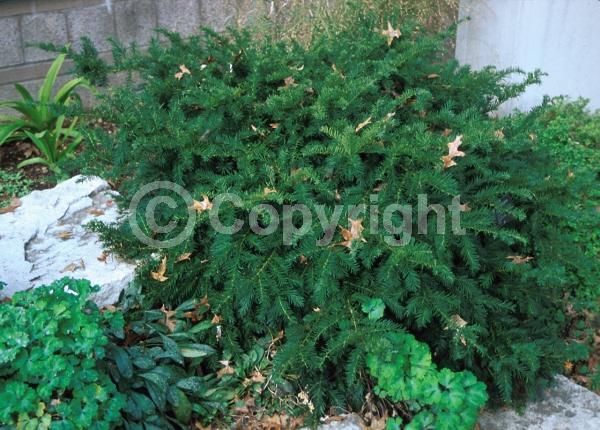 Unknown blooms; Evergreen; Needles or needle-like leaf