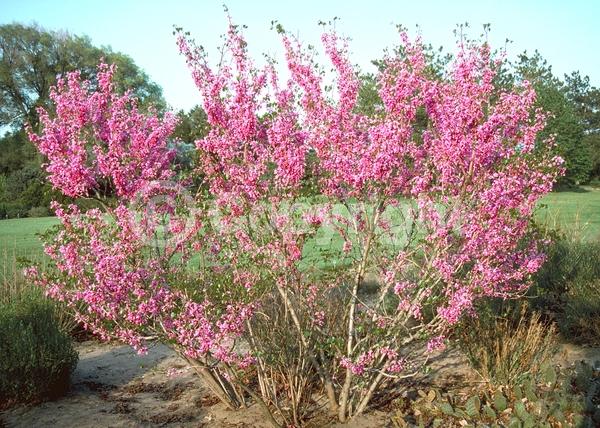 Pink blooms; Deciduous; Broadleaf