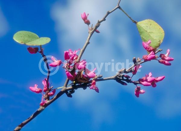 Pink blooms; Lavender blooms; Deciduous; Broadleaf; North American Native