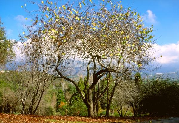 Pink blooms; Lavender blooms; Deciduous; Broadleaf; North American Native