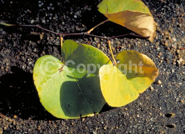 Pink blooms; Lavender blooms; Deciduous; Broadleaf; North American Native