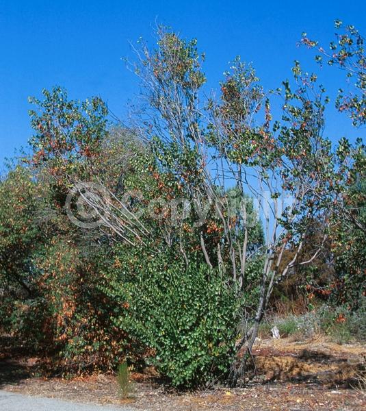 Pink blooms; Lavender blooms; Deciduous; Broadleaf; North American Native