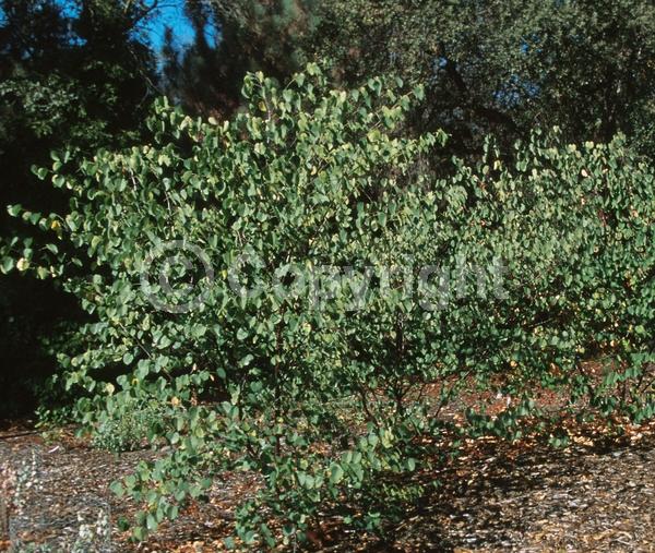 Pink blooms; Lavender blooms; Deciduous; Broadleaf; North American Native