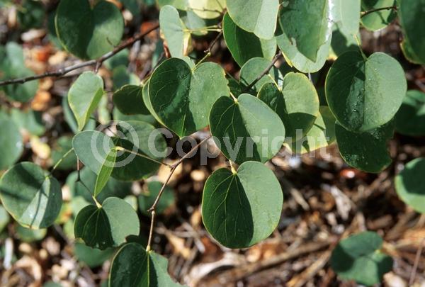 Pink blooms; Lavender blooms; Deciduous; Broadleaf; North American Native