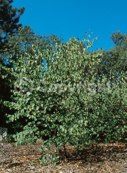 Pink blooms; Lavender blooms; Deciduous; Broadleaf; North American Native