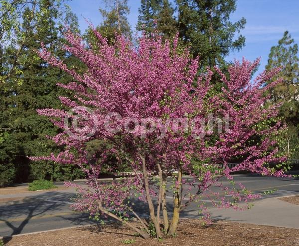 Pink blooms; Lavender blooms; Deciduous; Broadleaf; North American Native