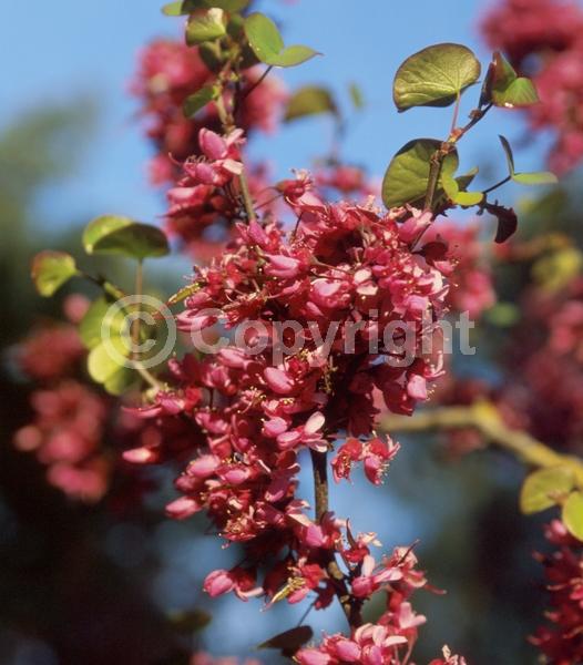 Pink blooms; Lavender blooms; Deciduous; Broadleaf; North American Native