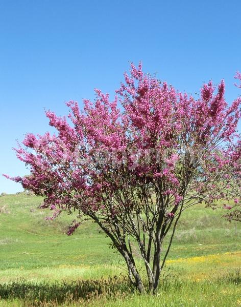 Pink blooms; Lavender blooms; Deciduous; Broadleaf; North American Native