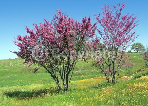 Pink blooms; Lavender blooms; Deciduous; Broadleaf; North American Native