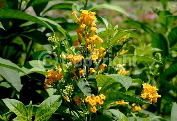 Orange blooms; Evergreen; Broadleaf