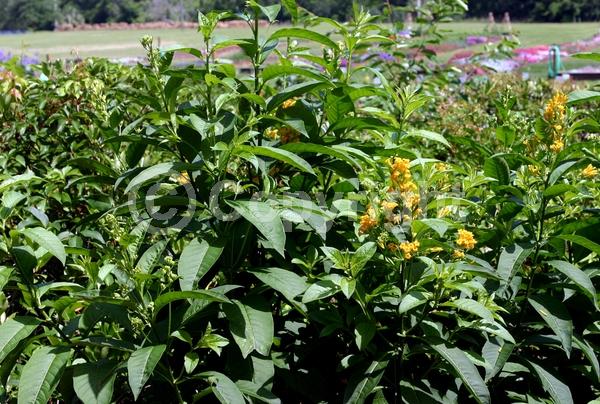 Orange blooms; Evergreen; Broadleaf