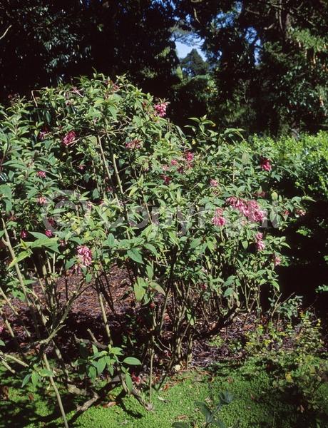 Pink blooms; Evergreen; Broadleaf