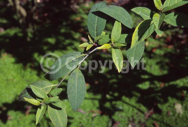 Pink blooms; Evergreen; Broadleaf