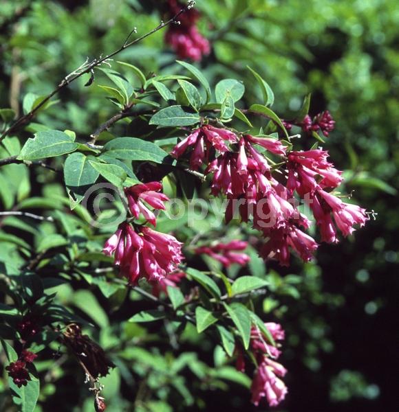 Pink blooms; Evergreen; Broadleaf
