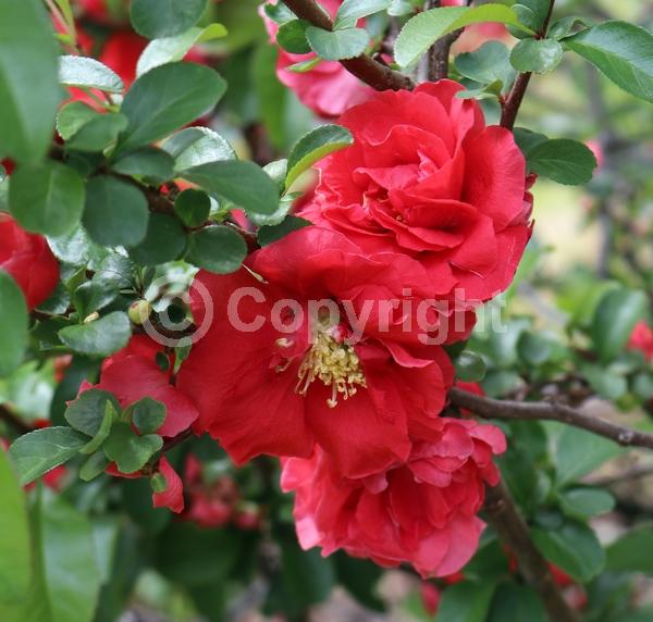 Red blooms; Deciduous; Broadleaf