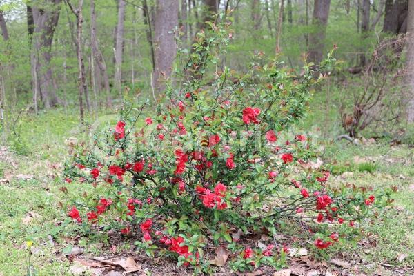 Red blooms; Deciduous; Broadleaf