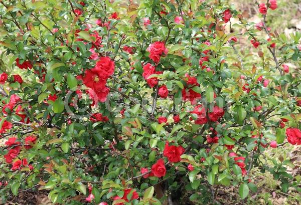 Red blooms; Deciduous; Broadleaf