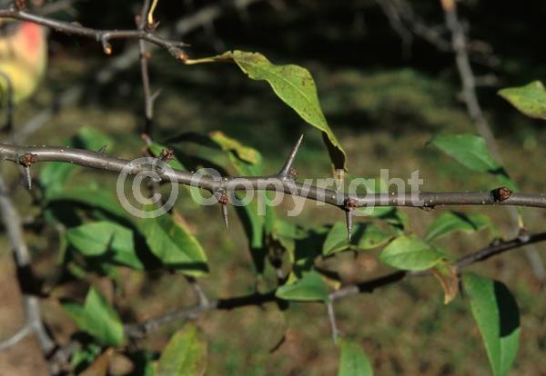 White blooms; Deciduous; Broadleaf