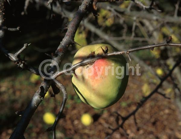 White blooms; Deciduous; Broadleaf