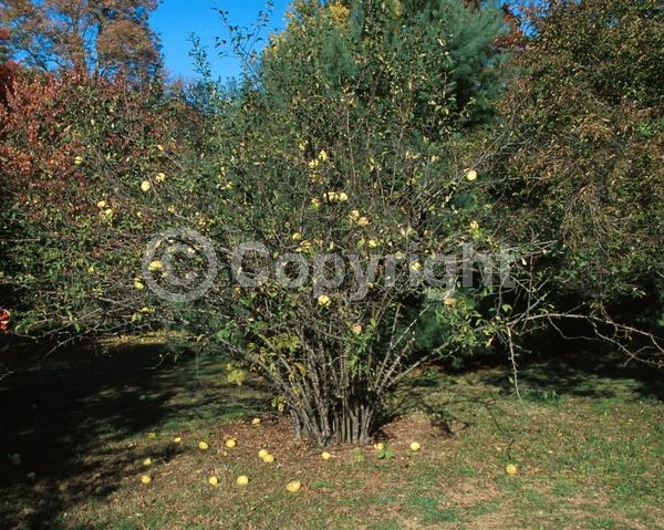 White blooms; Deciduous; Broadleaf