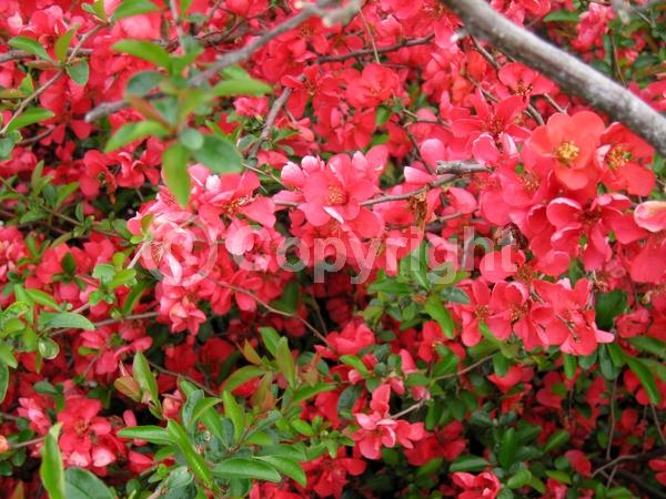 Red blooms; Orange blooms; Deciduous; Broadleaf