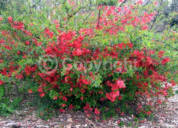 Red blooms; Orange blooms; Deciduous; Broadleaf