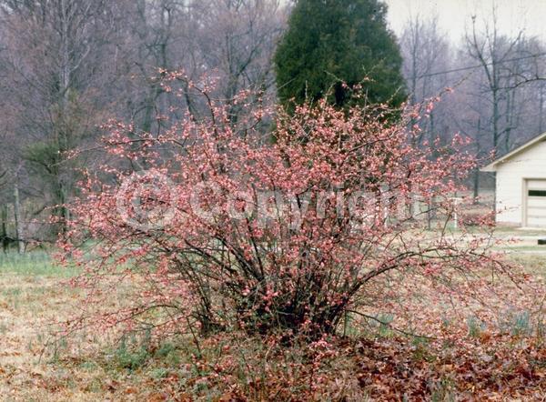 Red blooms; Orange blooms; Deciduous; Broadleaf