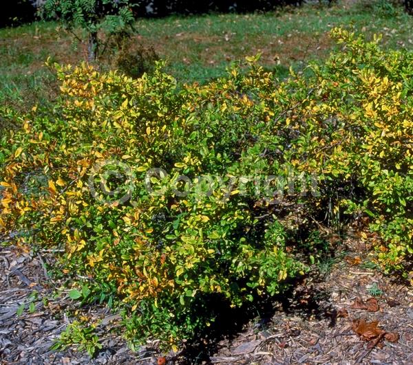 Red blooms; White blooms; Pink blooms; Deciduous; Broadleaf