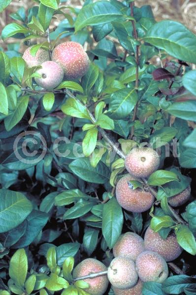 Red blooms; White blooms; Pink blooms; Deciduous; Broadleaf